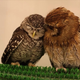 Image for article titled Who Thinks Japan's Owl Cafes Are a Hoot?